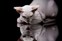 爱游戏tv-火箭决胜局带走雷霆，英格拉姆成为关键先生