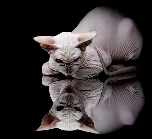 火箭决胜局带走雷霆,英格拉姆成为关键先生