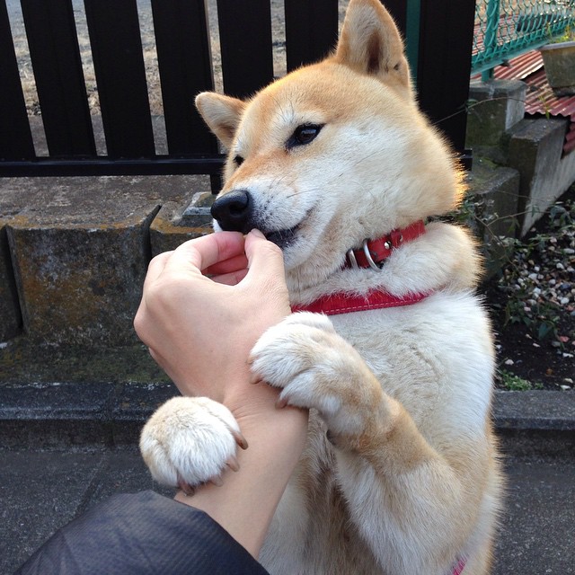 世界杯焦点战,哥斯达黎加战术压制拉齐奥的启示